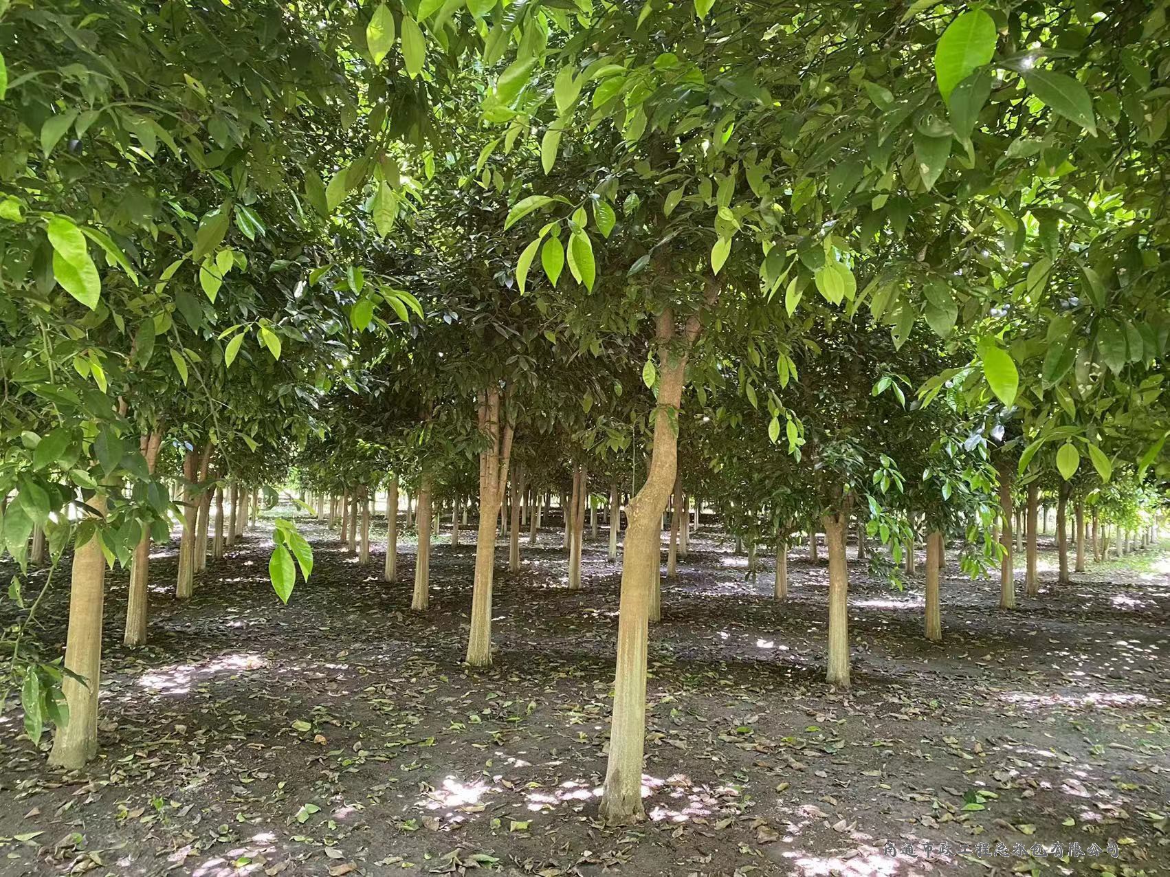 香櫞樹（直徑約8至12厘米，約3000棵）